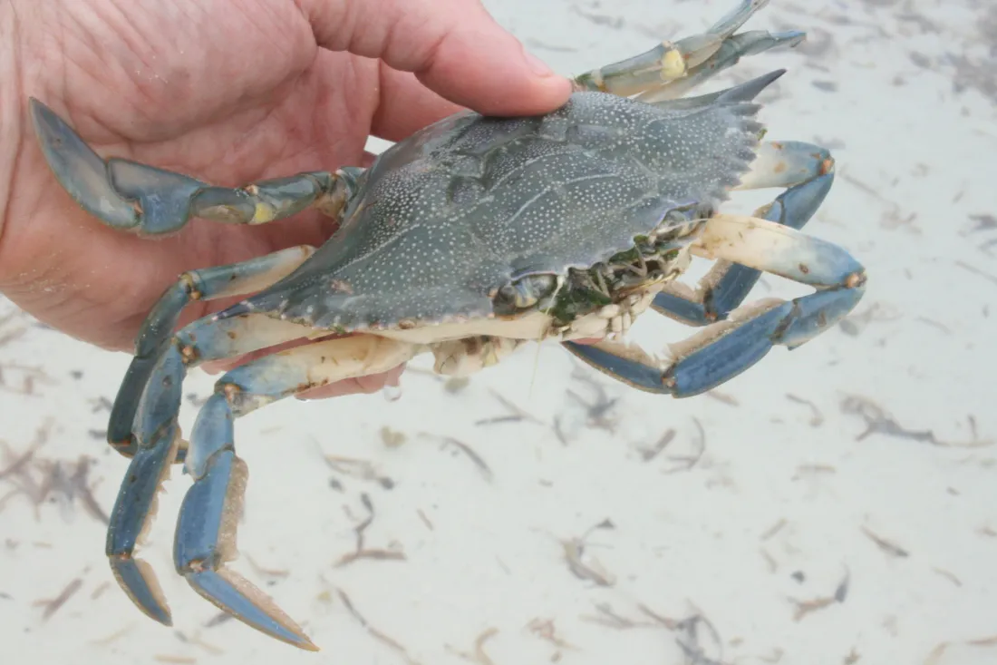 Plus de 1 500 crabes bleus capturés en juillet dans l’étang du Ponant