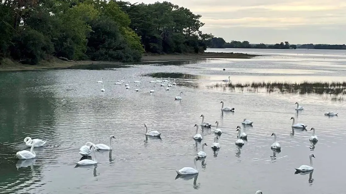 Grippe aviaire : alerte en Camargue après une forte mortalité de cygnes
