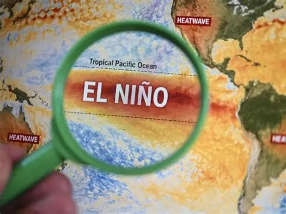 « Super El Niño » : quelles conséquences pourrait-il réellement avoir en Camargue ?