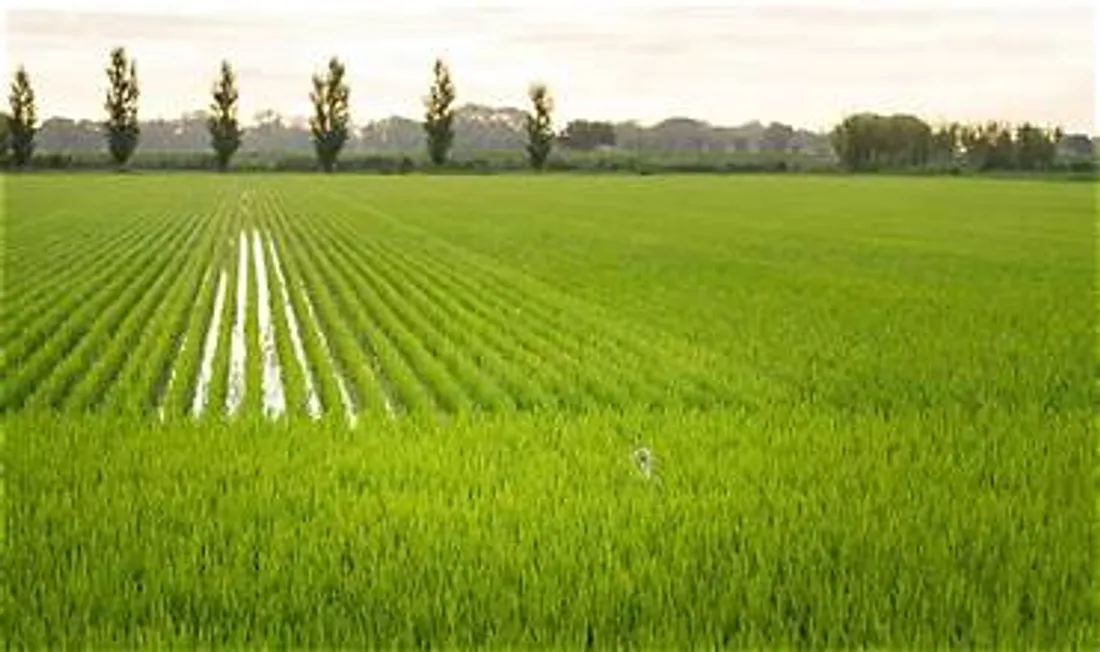 Sécheresse : quelles aides pour les agriculteurs de Camargue ?