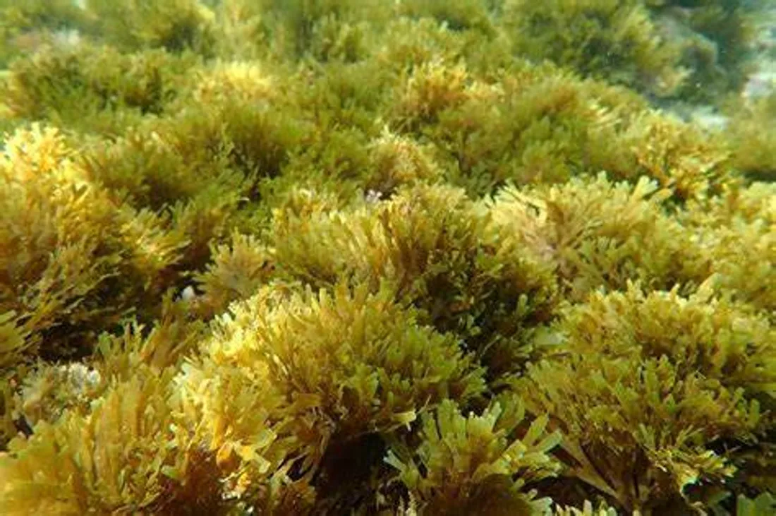 [ SOCIETE ] Les algues japonaises colonisent de plus en plus le littoral ? 