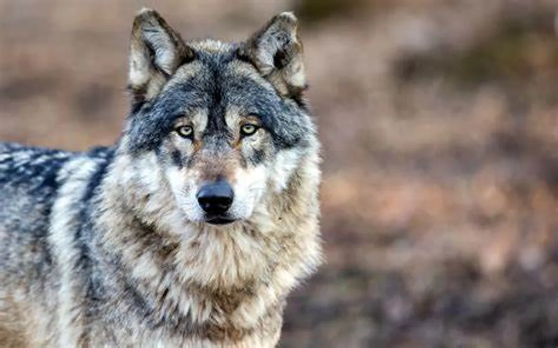 Attaques de loups près de Nîmes : des éleveurs gardois en alerte