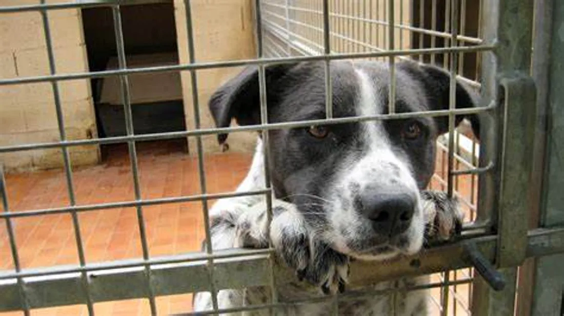 La situation préoccupante des animaux de compagnie en France !