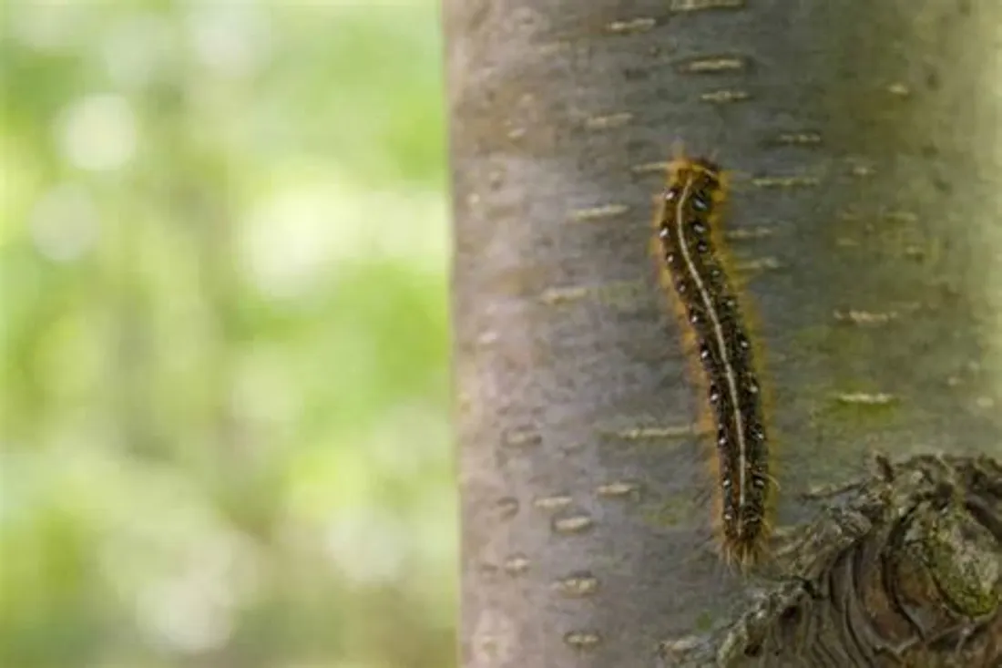 Chenilles processionnaires : alerte en région PACA, danger pour les animaux et les humains
