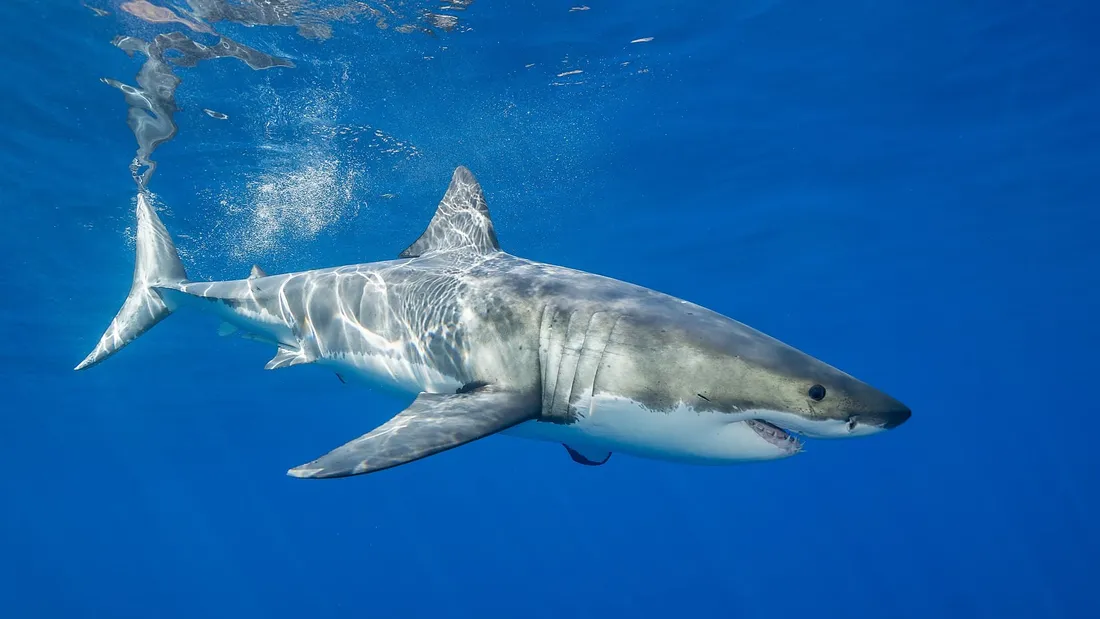 [ Société ] Un grand requin blanc observé au large de Porquerolles