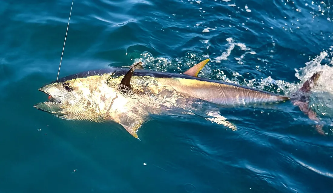 La colère des pêcheurs de loisir face à la nouvelle réglementation européenne