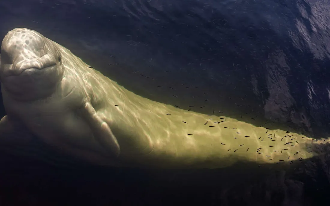 [ FAIT DIVERS ] Béluga dans la Seine : l'animal est mort à son arrivée à Ouistreham