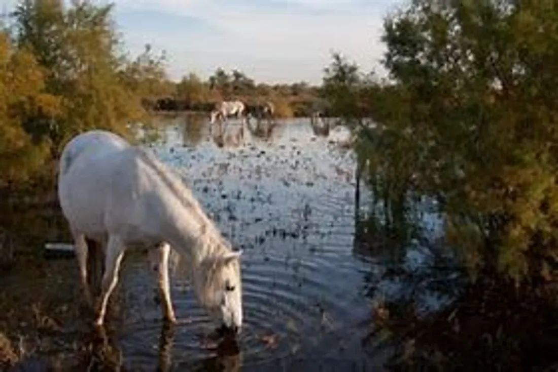 [ ENVIRONNEMENT ]:  En Camargue, se servir de la bio masse pour créer soit du gaz soit du digestat