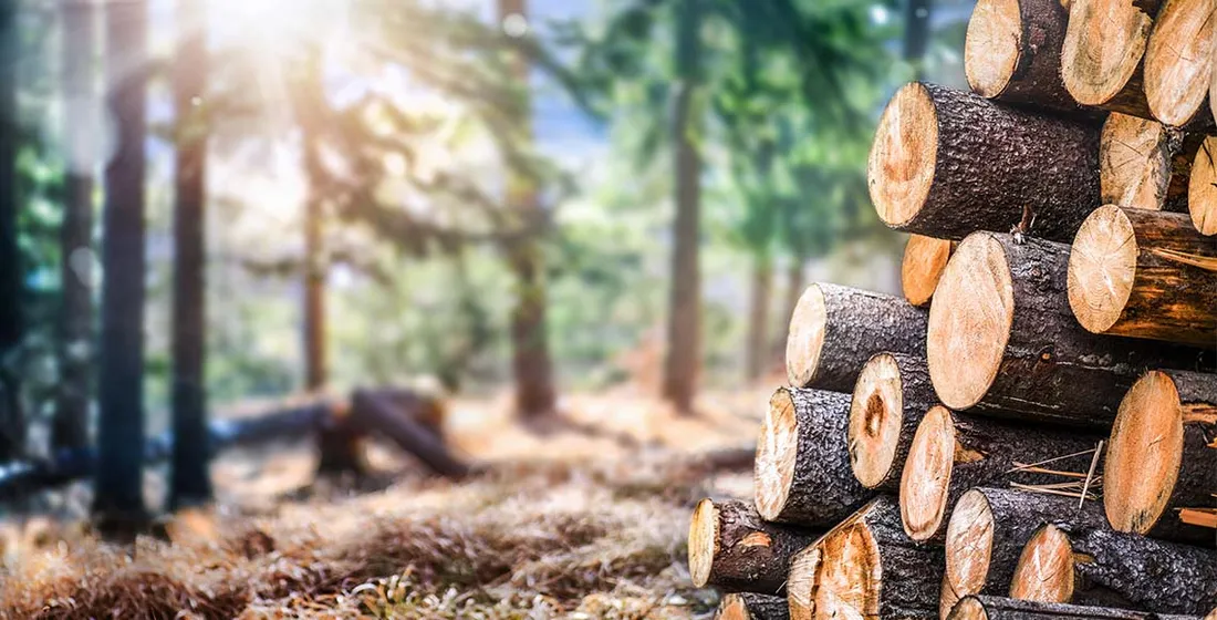 [ EMPLOI - FORMATION ] Recrutement massif de la filière bois avec jusqu'à 100 000 postes à la clef