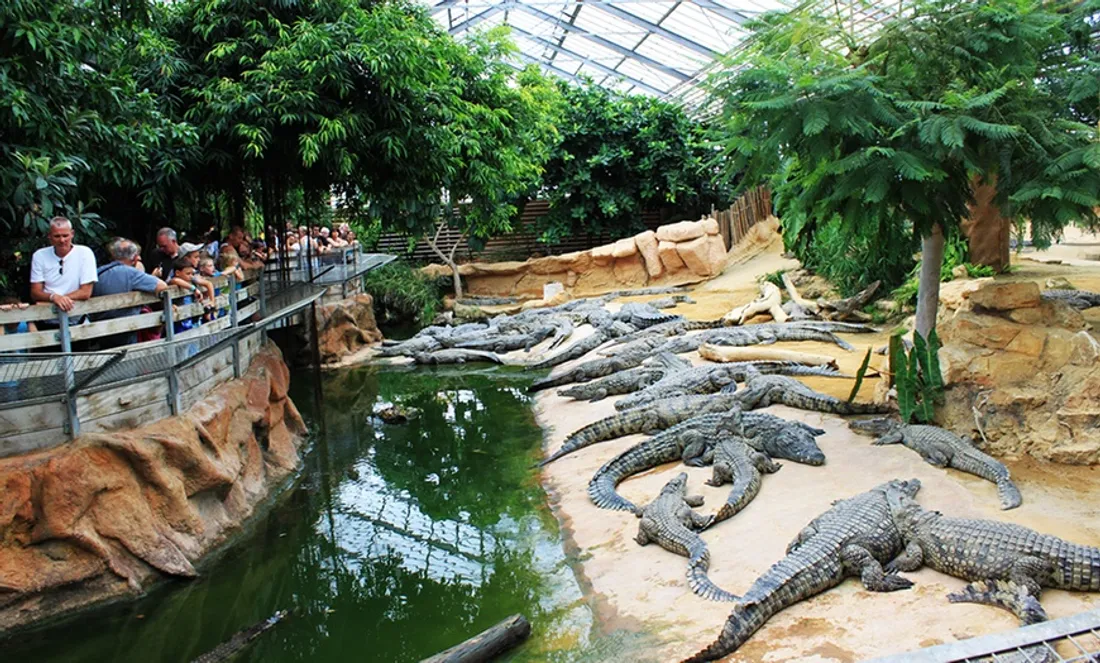 La Ferme aux Crocodiles à Pierrelatte : une immersion tropicale spectaculaire au cœur de la nature