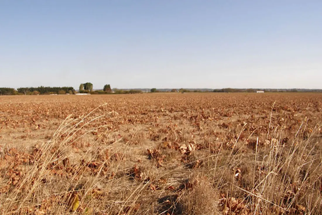 Rapport du GIEC : quelles conséquences pour la Camargue ?