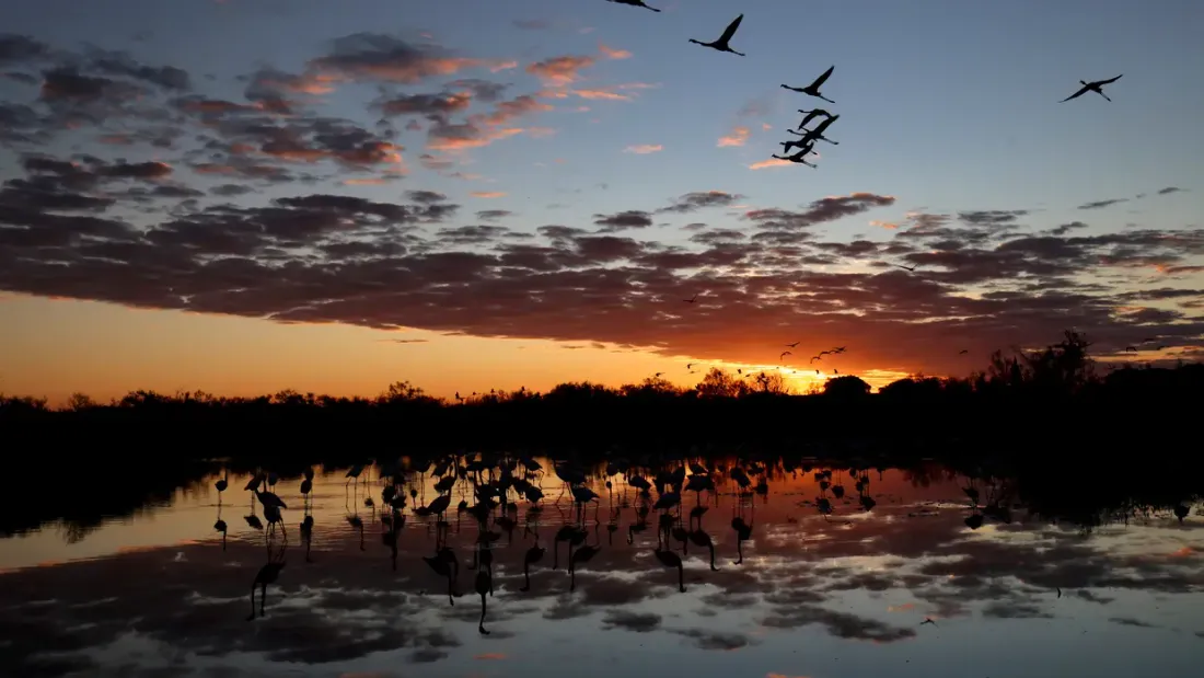 [ ENVIRONNEMENT ] Parc naturel de Camargue : la révolution attendra