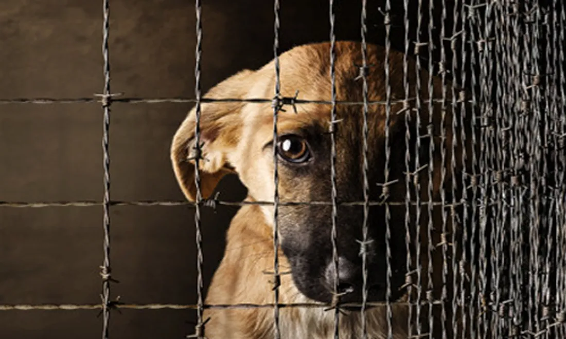 [ SOLIDARITE ] Un geste envers nos animaux