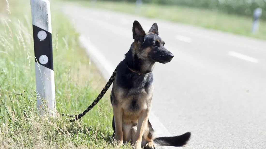 [ SOCIETE ] Encore trop d'animaux abandonnés en période estivale