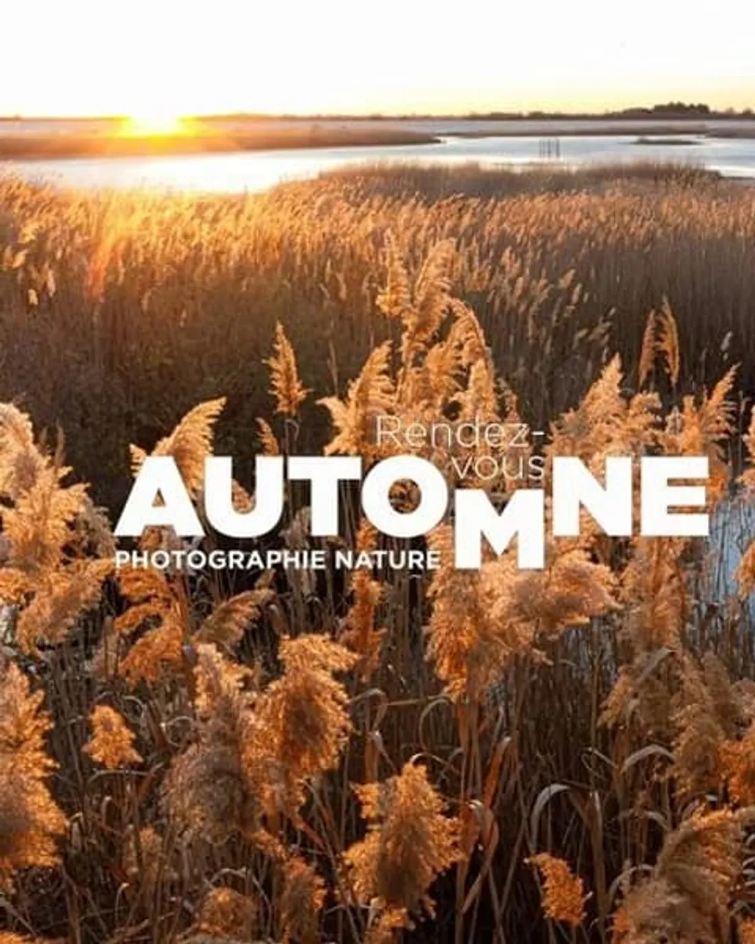 Aux Saintes-Maries-de-la-Mer, la photographie de nature à l’honneur  