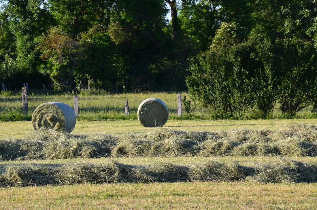 Sécheresse et foin de Crau : le retour de la demande redonne de l'air aux producteurs
