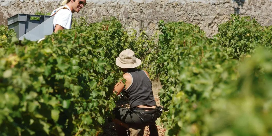 [ SOCIETE ]: La communauté des terre de Camargue, se mobilise pour redynamiser la filière viticole