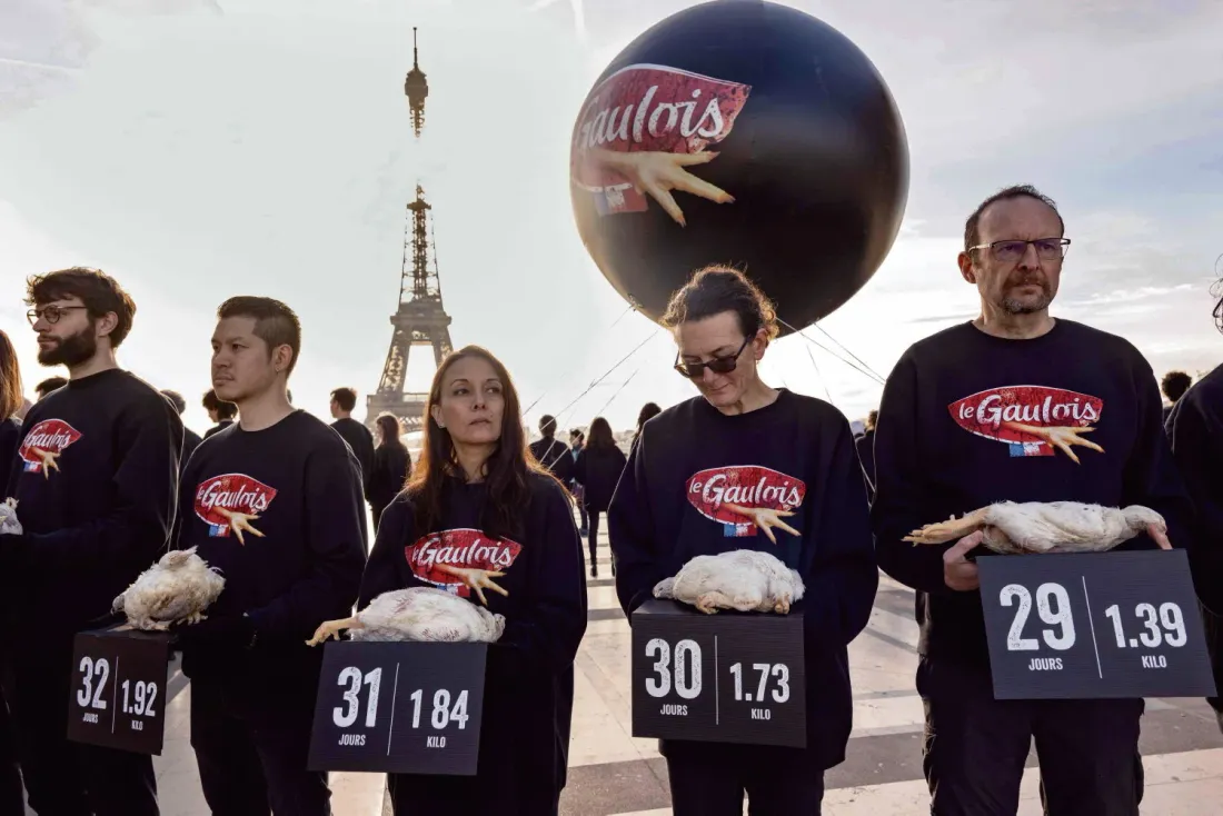 [ SANTE - FRANCE ] Le groupe le Gaulois dans le colimateur de l'association L214