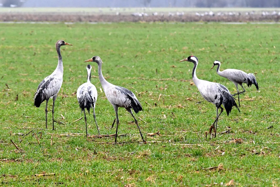 [TERRITOIRE] La Camargue, refuge hivernal majeur pour les grues cendrées