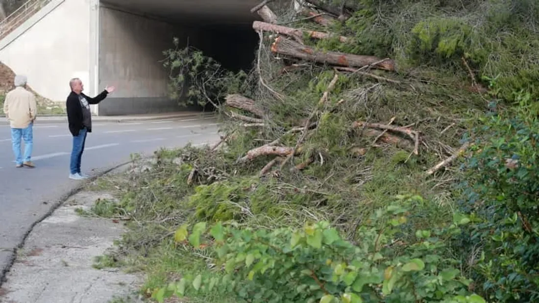 Déboisement le long de l’A55