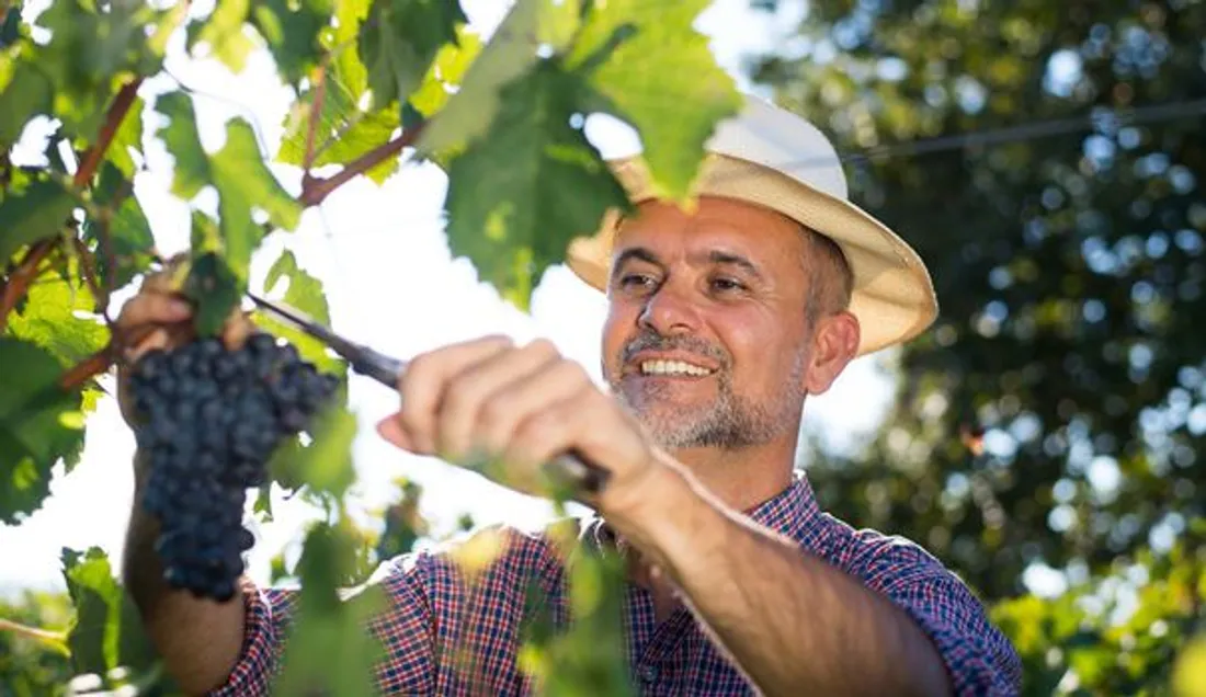 [ SOCIÉTÉ ]: Les vignobles provençaux manquent de bras.