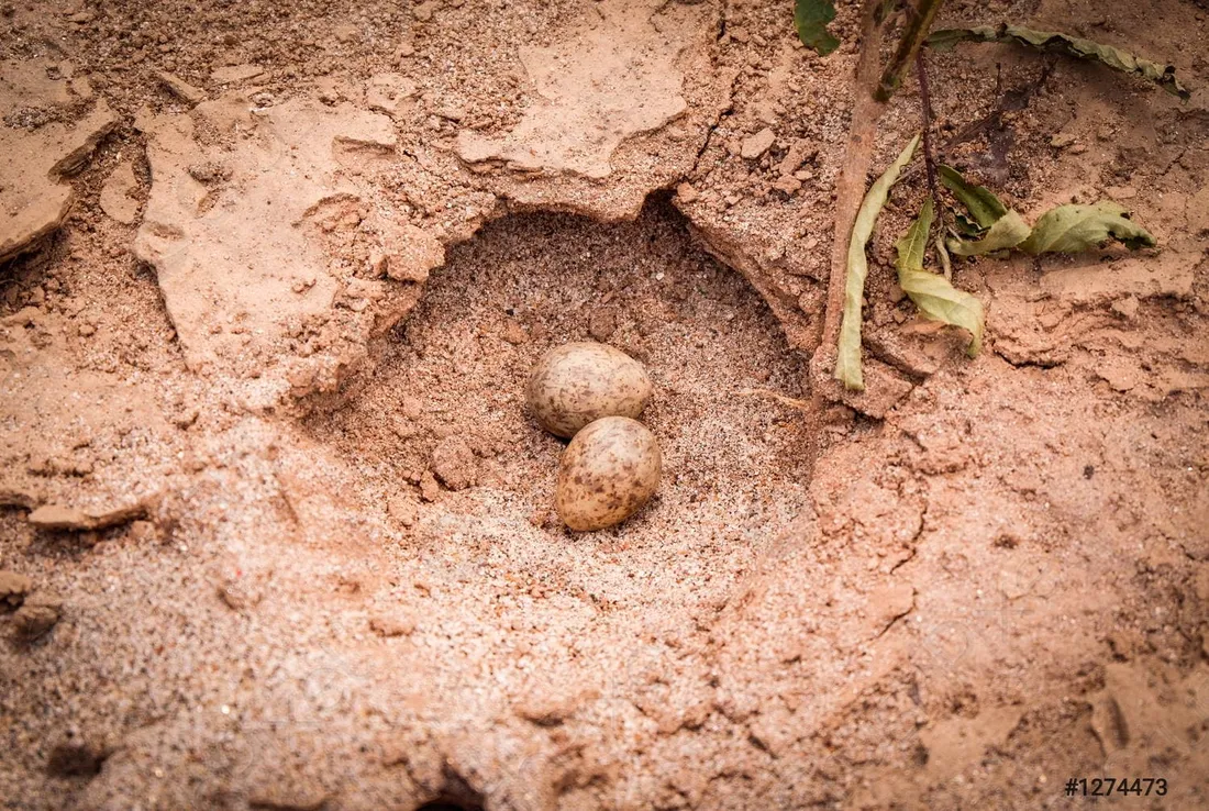 [ SOCIÉTÉ ]: Attention où vous mettez les pieds quand vous allez à la plage en Camargue.