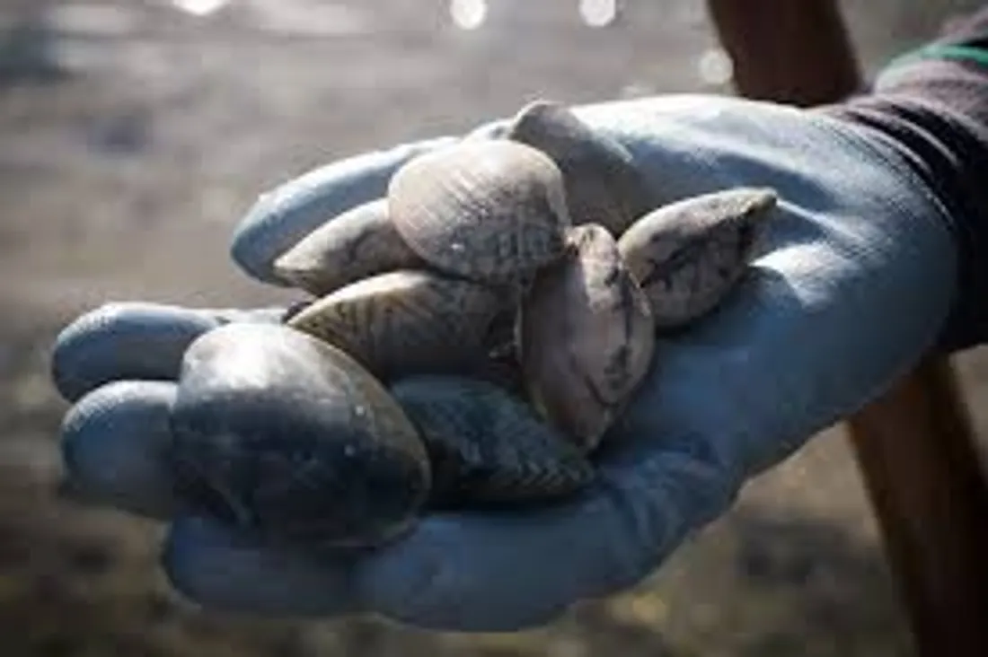 [ ENVIRONNEMENT - JUSTICE ] Le braconnage de coquillages dans le viseur de la préfecture
