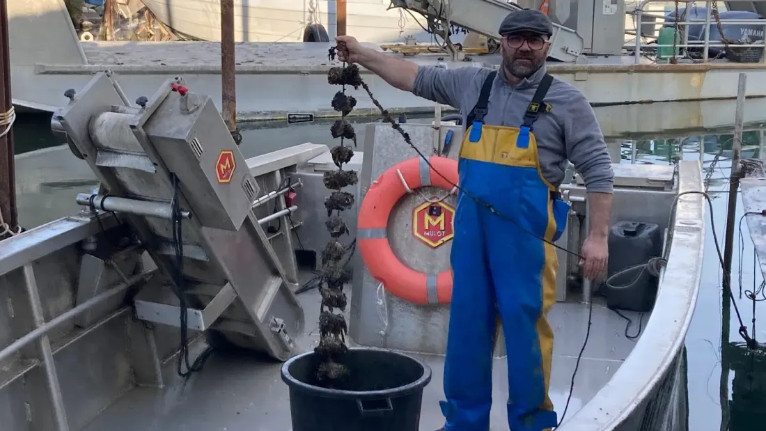 [ SOCIETE ] L'huître de Camargue récompensée au concours général agricole à Paris 