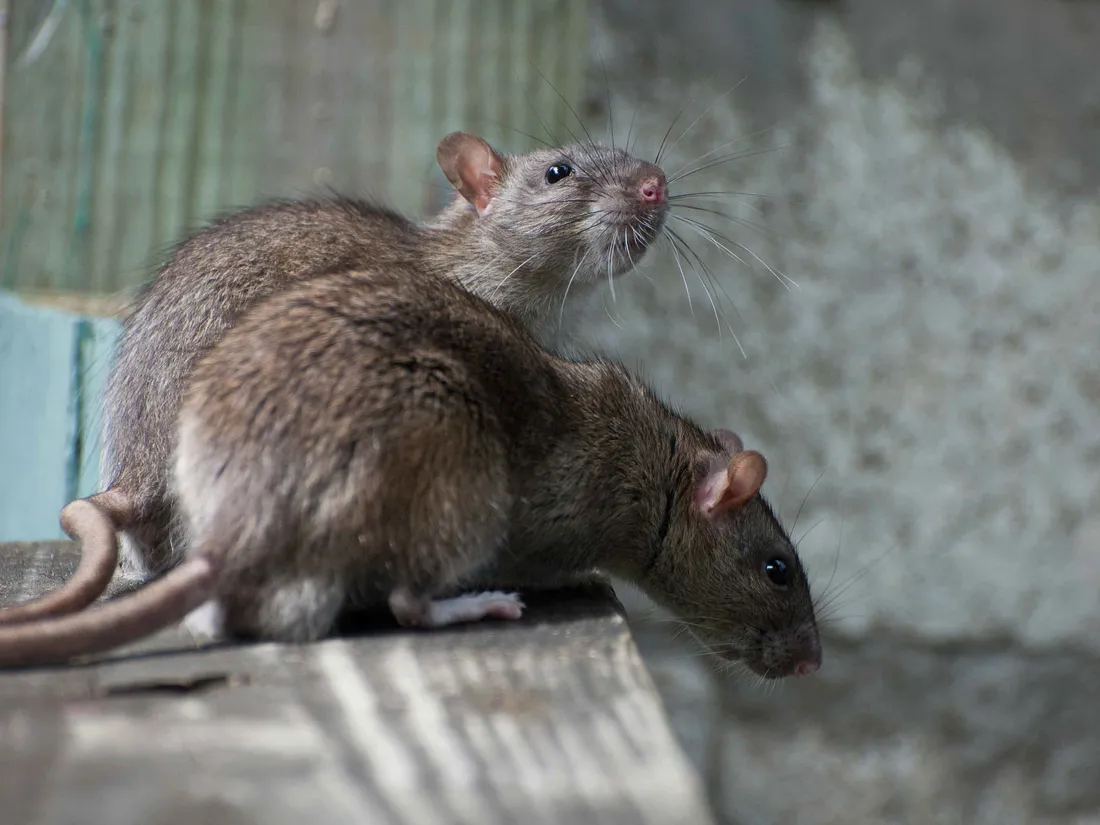 Marseille : un centre médico-social pour enfants menacé par une infestation de rats