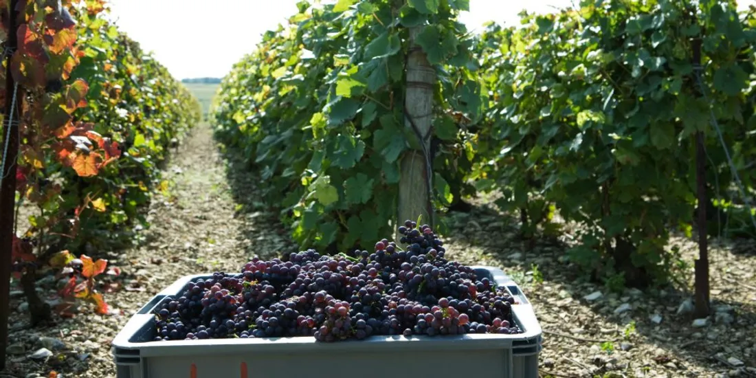 Vendanges en Camargue : un job dating organisé ce matin pour recruter des aides cavistes