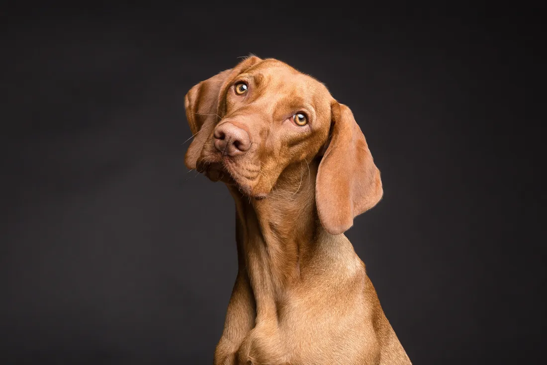 Les chiens aussi prêtent une oreille particulière aux consonnes