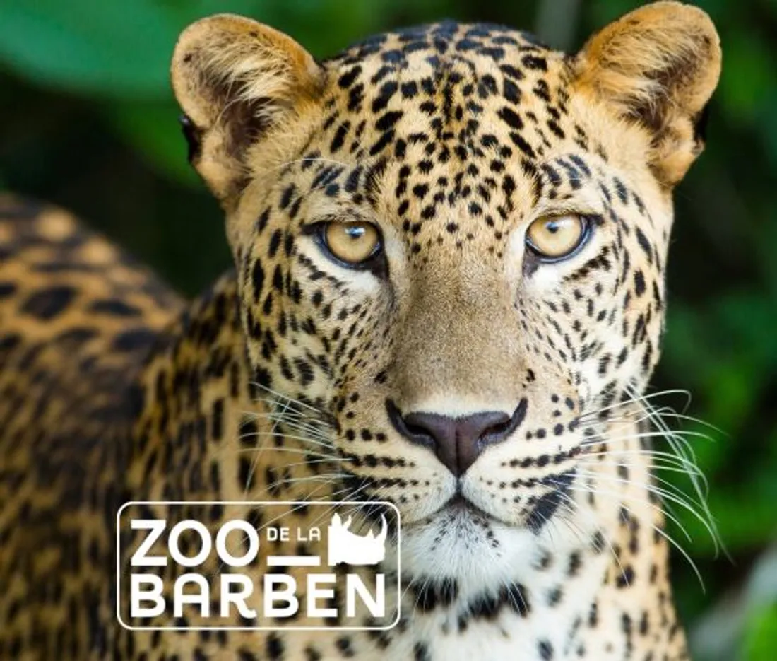 Zoo de la Barben : une escapade familiale au cœur de la Provence