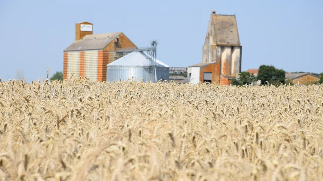 Champs, Blé, Moisson, Coopérative