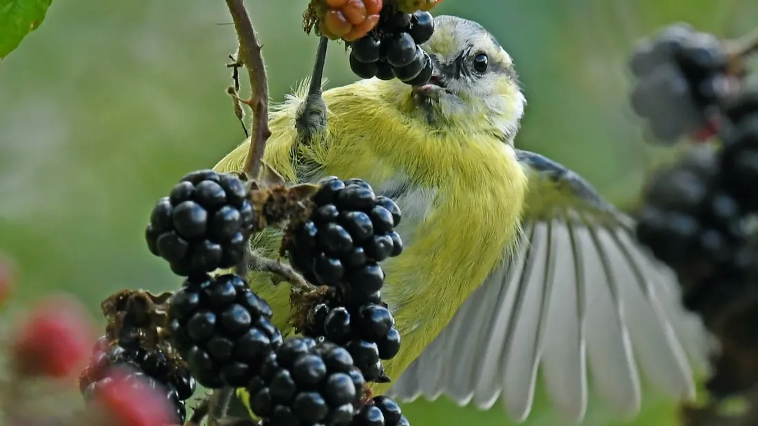 Exposition consacrée aux oiseaux,  Chartres © Damien Rouger