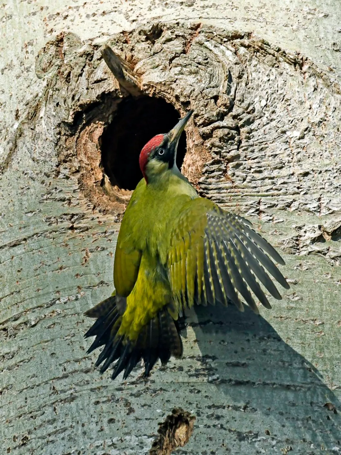 Exposition consacrée aux oiseaux, Mai 2025, Chartres  Damien Rouger