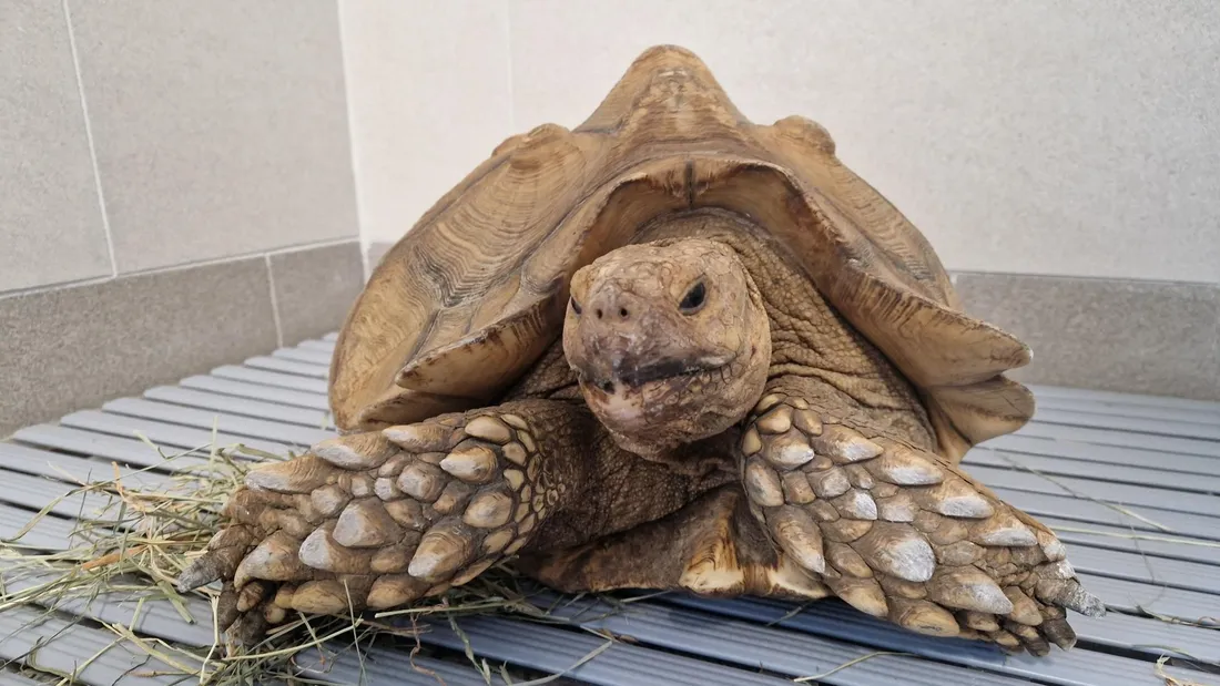 tortue africaine chuisnes OFB