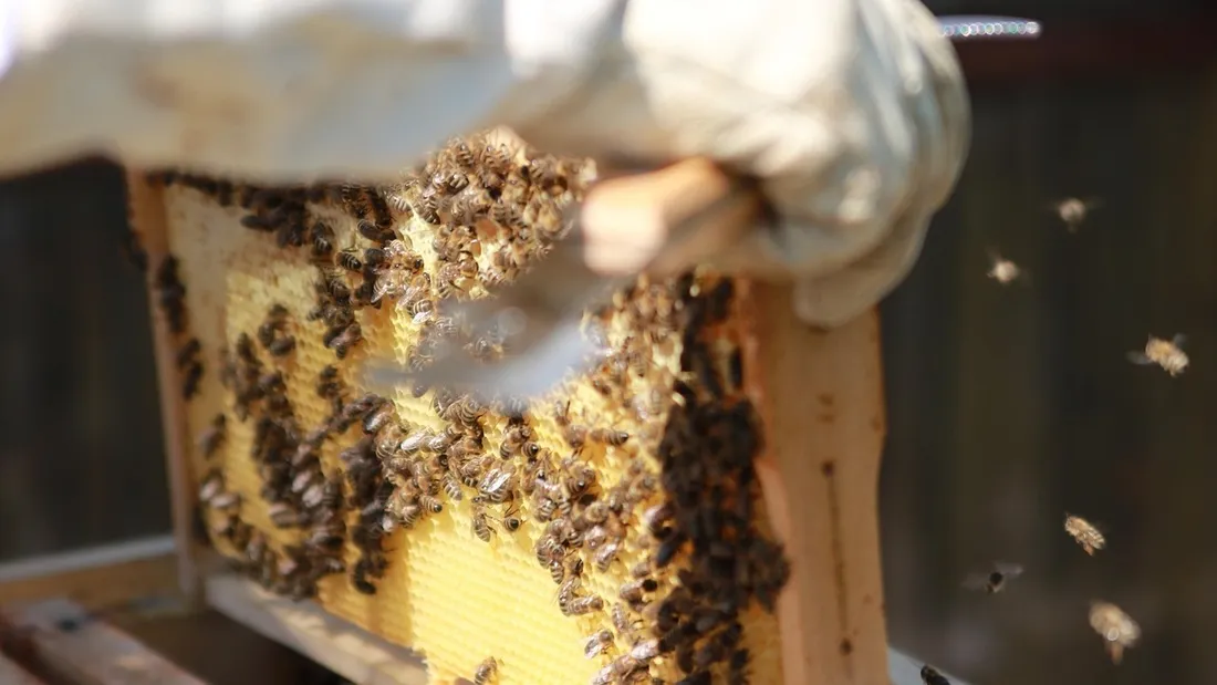 Apiculteur, Abeilles
