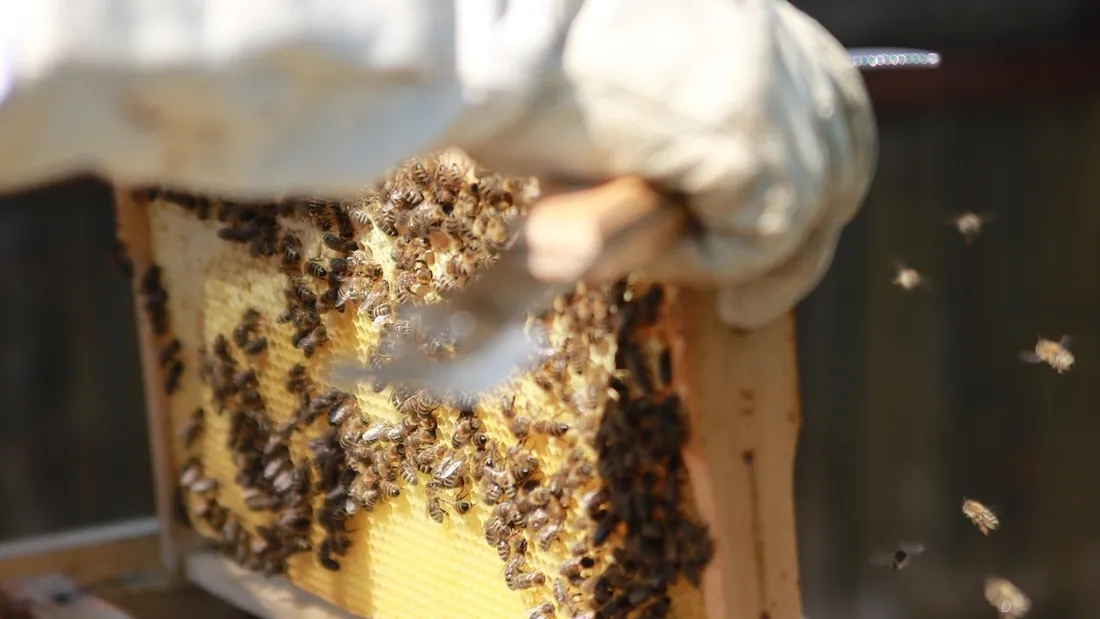apiculteur, visite de fermes, st denis les ponts