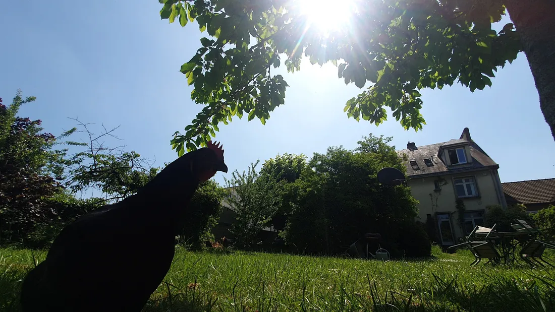 Soleil / Ambiance estivale / Herbre