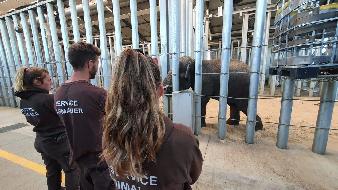 la tanière soigneurs dos éléphant enclos