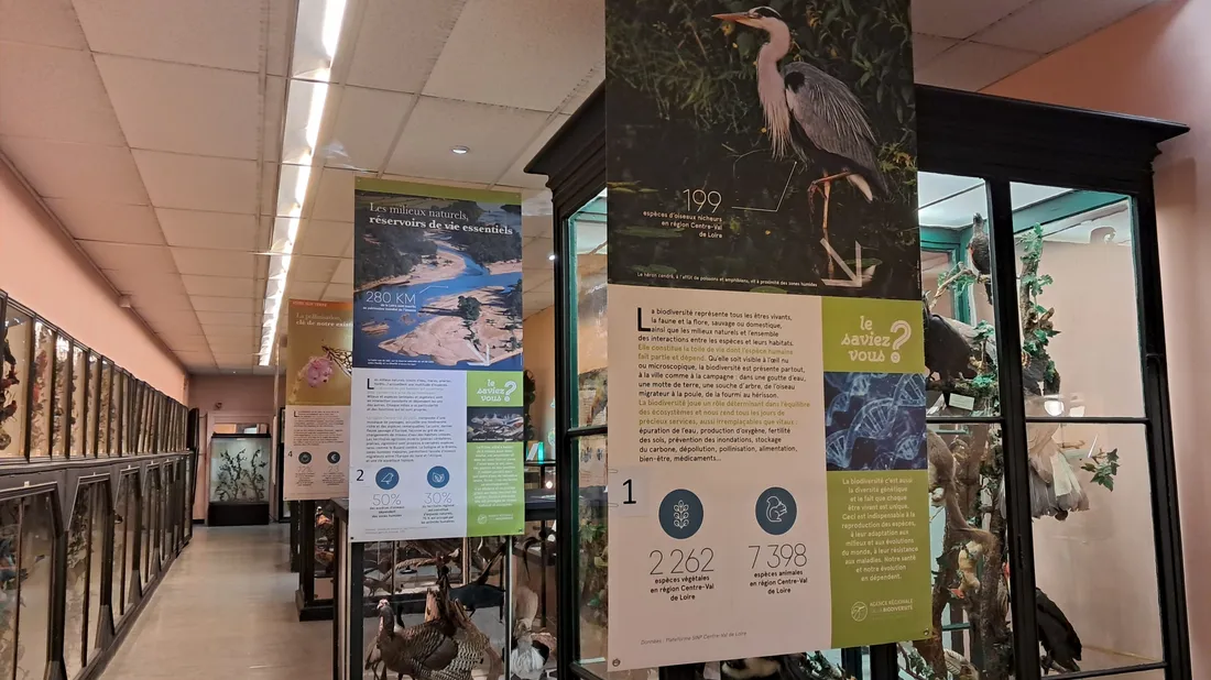 « La biodiversité et nous » au musée des beaux-arts et d'histoire naturelle  de Châteaudun 