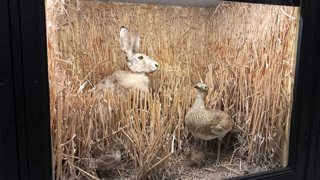 « La biodiversité et nous » au musée des beaux-arts et d'histoire naturelle  de Châteaudun