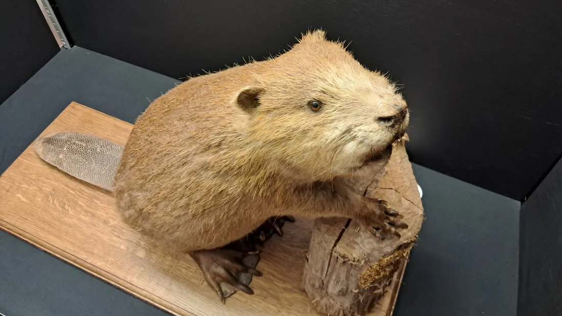 « La biodiversité et nous » au musée des beaux-arts et d'histoire naturelle  de Châteaudun