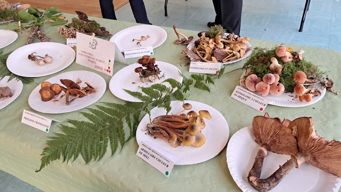 Exposition et identification des champignons 