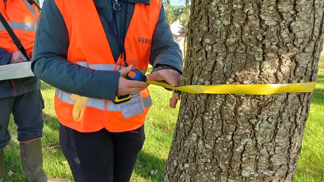 Inventaire, Patrimoine arboré, Luisant, Eure-et-Loir