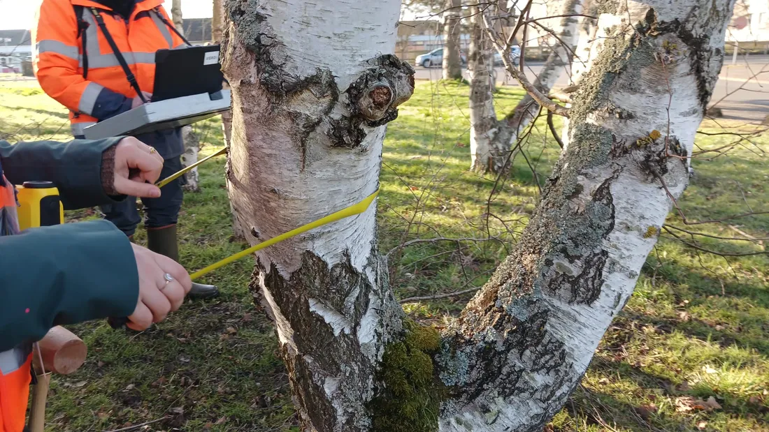 Patrimoine arboré, inventaire, Luisant, Eure-et-Loir