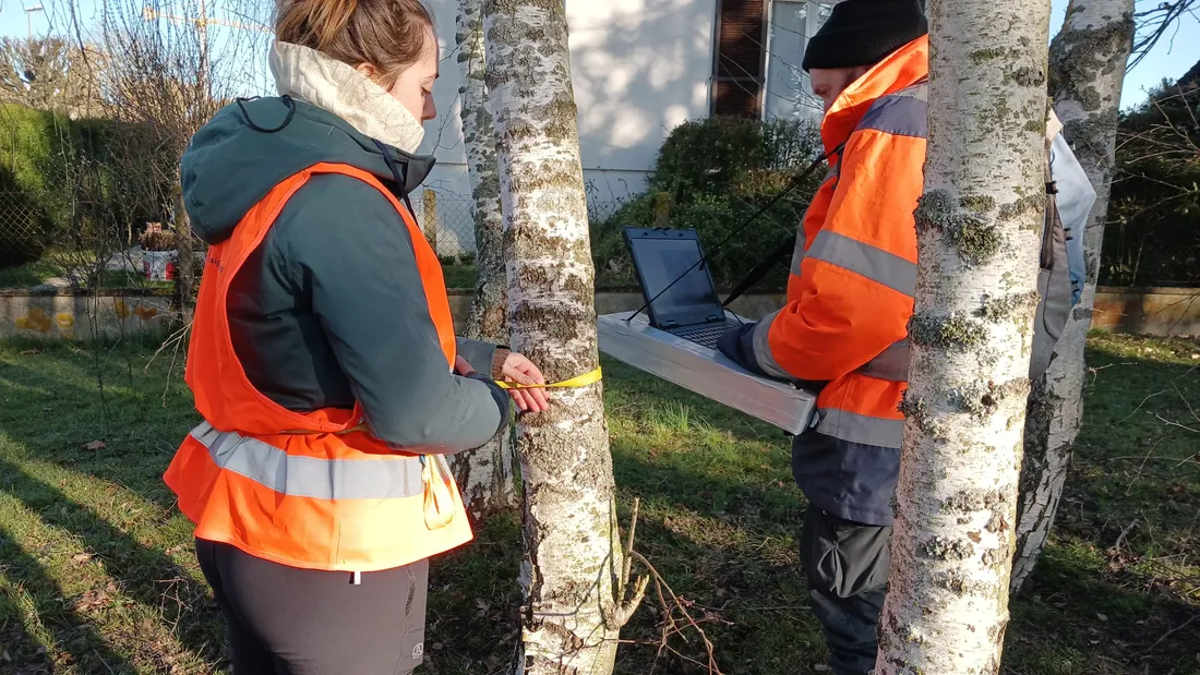 250313 Patrimoine arboré, prise de mesures © Radio Intensité