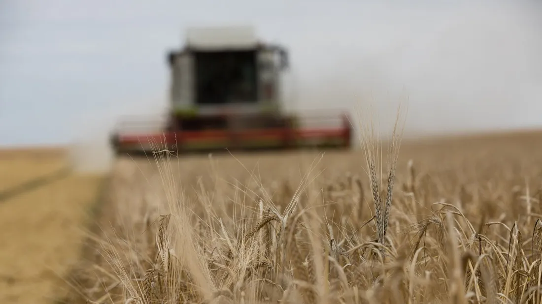 moisson blé orge moissonneuse batteuse