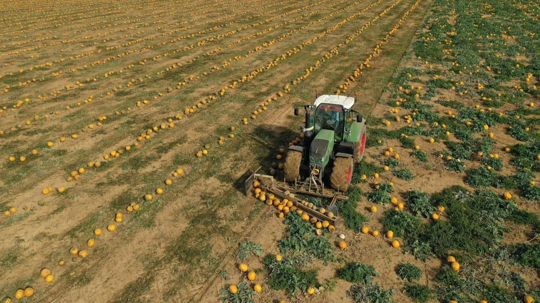 Valconie, culture, courge