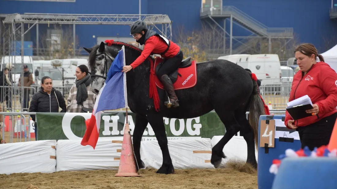 cheval percheron concours